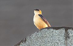 Mosque Swallow